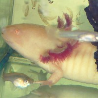 /album/axolotl/szerk4-masolata-jpg/